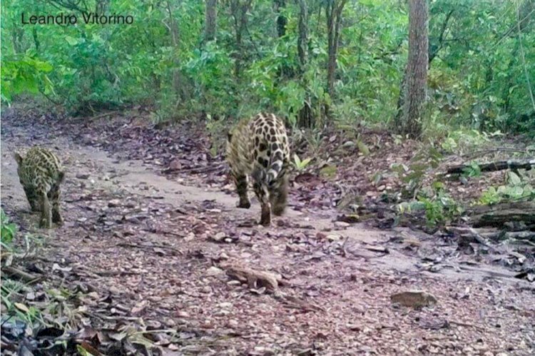 Onça-pintada e filhote são fotografados em serra perto de Pirenópolis