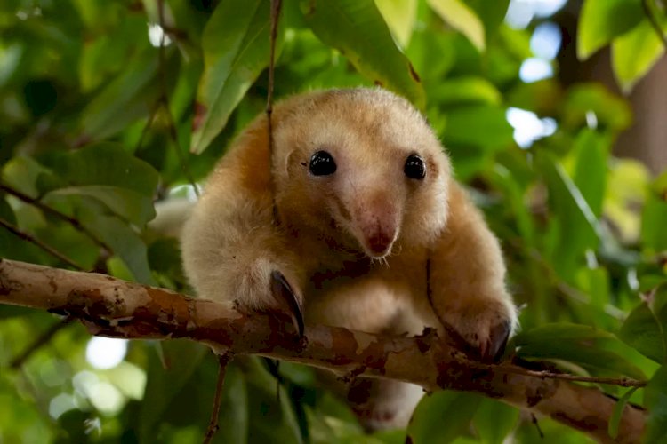 Zoológico no interior de SP recebe tamanduá que pertence à menor espécie do mundo; veja fotos