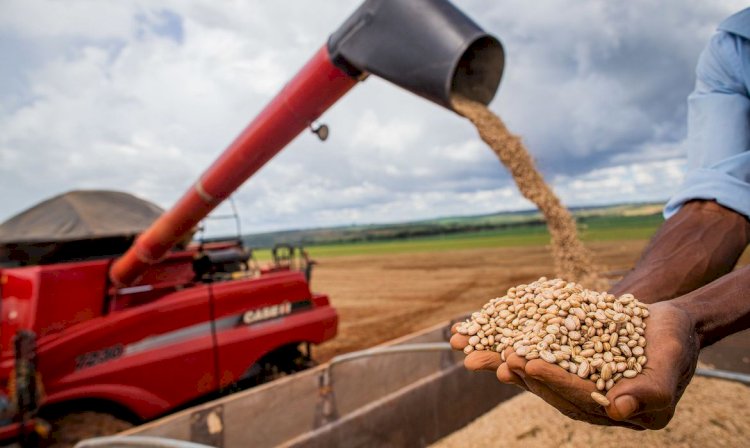 Aumento da temperatura vai afetar a produção de feijão no Brasil