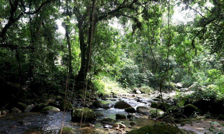 Projetos privados mantêm reservas ecológicas na Mata Atlântica