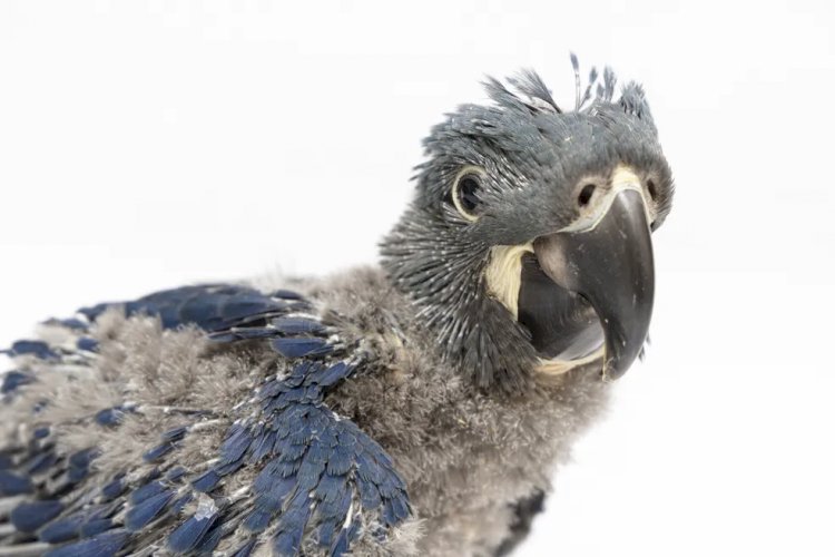 Arara-azul-de-lear nasce no Zoo SP com ajuda de biólogos que salvaram ovo trincado