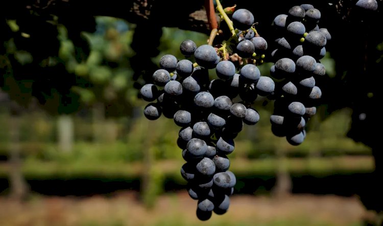 Entenda se todo vinho envelhece bem e por quantos anos pode ficar no barril