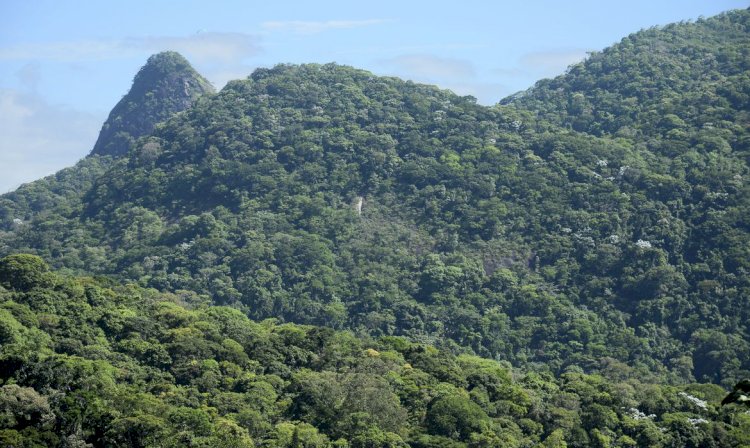 Iniciativa despeja quatro toneladas de sementes na Mata Atlântica