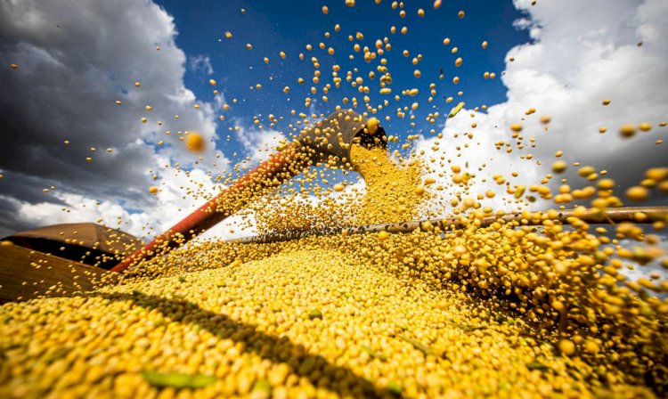 Relatório denuncia relação entre mercado e grilagem no Cerrado