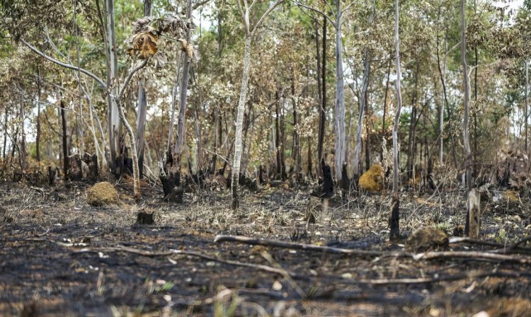 Combate ao desmatamento no Cerrado exige plano específico, alerta WWF