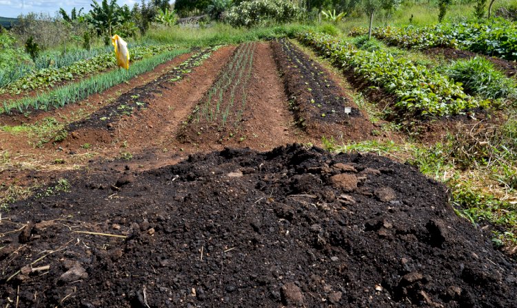 Custo oculto de sistemas agroalimentares é quase 10% do PIB global