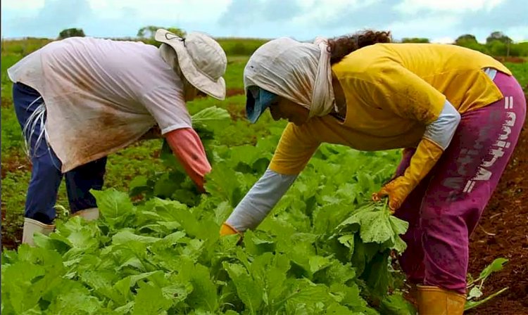 Embrapa inicia construção de nova unidade de pesquisa em Alagoas