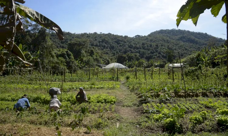 Brasil: 15 mi de hectares de imóveis rurais se sobrepõem a florestas