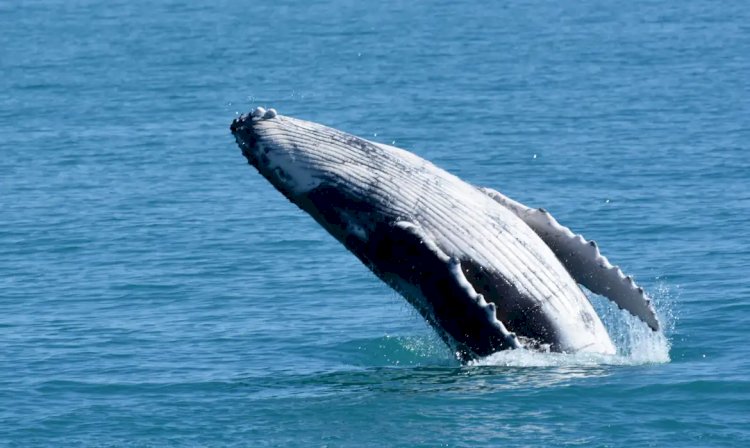 Geral Bolsonaro depõe sobre caso de suposta importunação de animal marinho