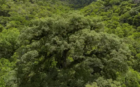Ministério abre consulta para plano de prevenção da Mata Atlântica