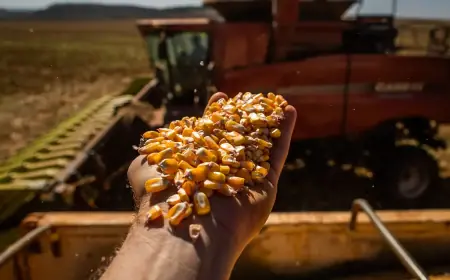 Produção da safra brasileira caiu 7,2% em 2024, estima IBGE