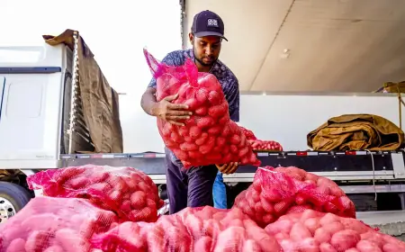 Conab aponta queda de preço da batata e alta da cebola e tomate