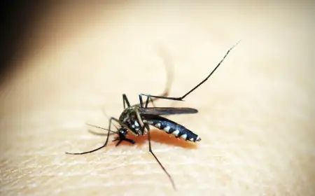 Rio de Janeiro confirma primeira morte por dengue este ano