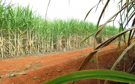 “Super enzima” de bactéria pode transformar resíduos em biocombustível