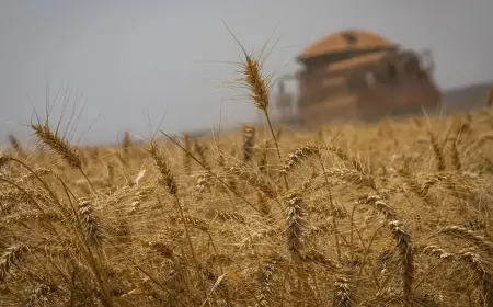 Conab estima safra recorde de 325,7 milhões de toneladas