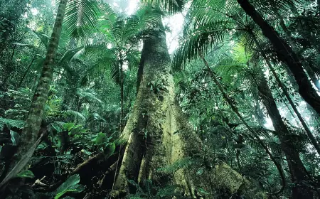 Justiça prolonga uso da Força Nacional em ações de proteção ambiental