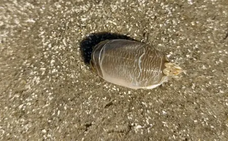 Pesquisadores investigam 'sumiço' dos tatuís na costa brasileira