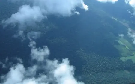 Petrobras comprará R$ 450 milhões em créditos de carbono na Amazônia