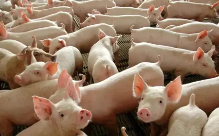 Chile passará a importar carne suína do Paraná