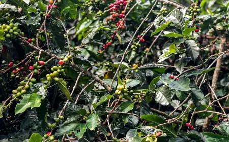 Safra de café deve crescer 2,7% e chegar a 56 milhões de sacas em 2025