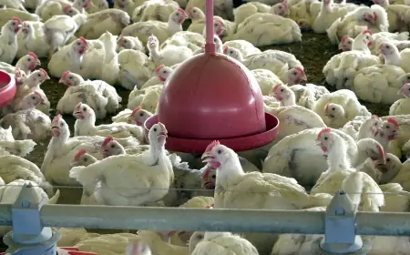 Agricultura confirma caso de gripe aviária em município do RS