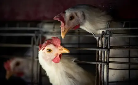 Gripe aviária: Brasil confirma dois focos e investiga seis casos