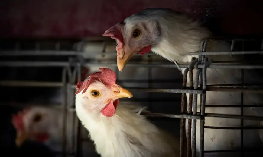 Gripe aviária: Brasil confirma dois focos e investiga seis casos