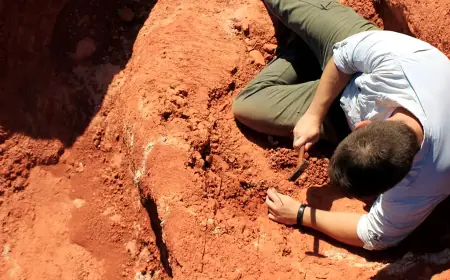 Fóssil descoberto no Brasil lança luz sobre origem dos dinossauros