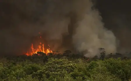Câmara aprova aumento de punição a quem provocar incêndios florestais