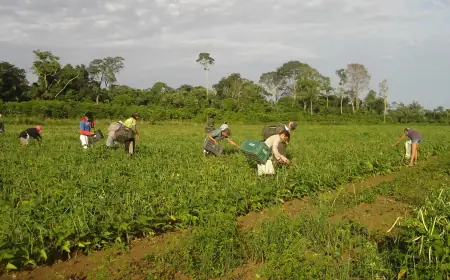 Programa AgroAmigo oferece R$ 1 bilhão em microcrédito