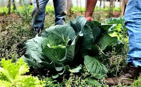 Agricultura familiar receberá R$ 60 milhões para produção de bioinsumo