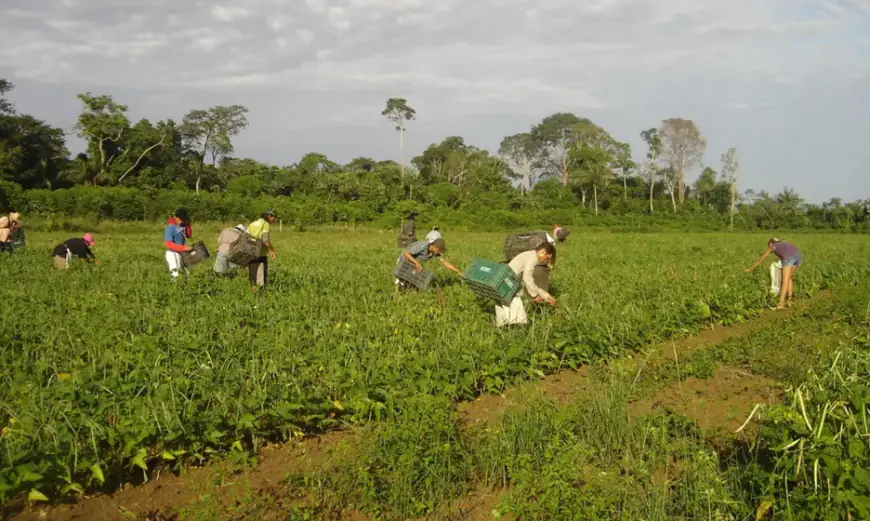 Programa AgroAmigo oferece R$ 1 bilhão em microcrédito