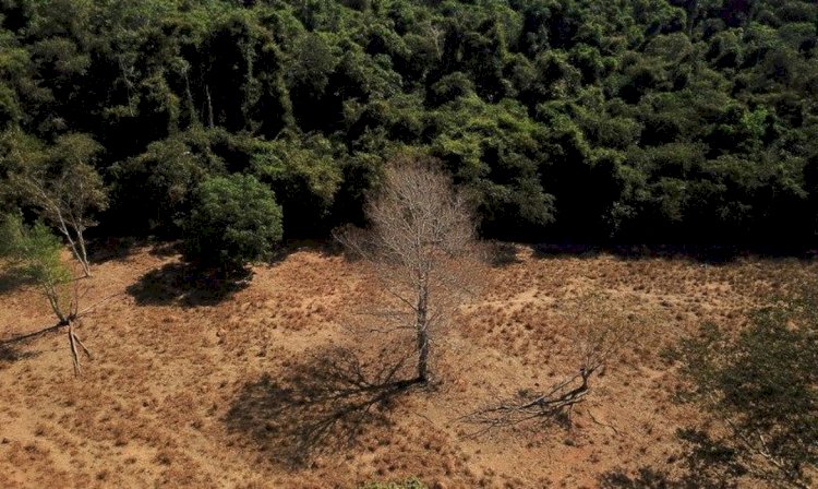 Desmatamento na Amazônia cai 36% no primeiro quadrimestre