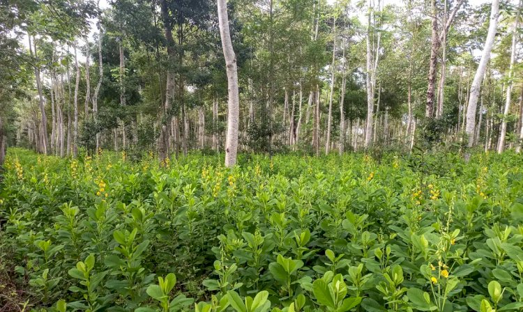 Brasil precisa recuperar 25 milhões de hectares de vegetação nativa